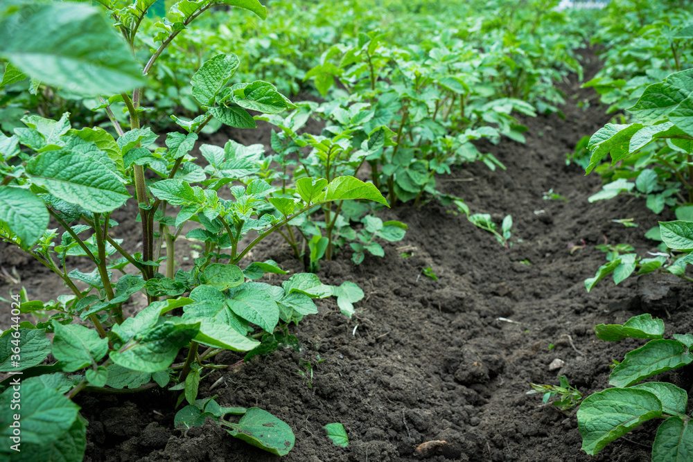 Potato plants on the field. Selective focus.
Potato plants on the field. Selective focus.