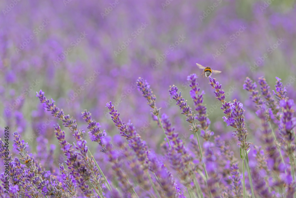 Obraz premium Beautiful lavender field in springtime with purple blossoms in full blow for insects like flying bumblebees with the fragrance of the french provence agriculture and violet blooming gardening