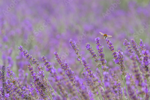 Beautiful lavender field in springtime with purple blossoms in full blow for insects like flying bumblebees with the fragrance of the french provence agriculture and violet blooming gardening
