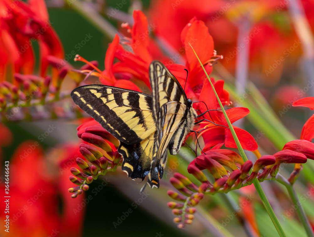 Φωτογραφία Western Tiger Swallowtail butterfly on red crocosmia flowers (Papilio rutulus)