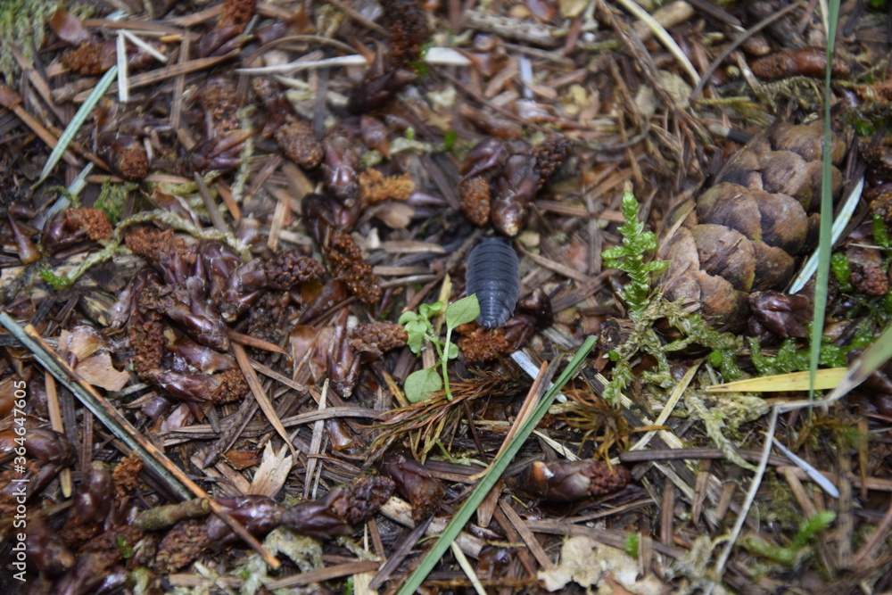 A wild sow bug surrounded brown leaves A wild sow bug surrounded brown leaves