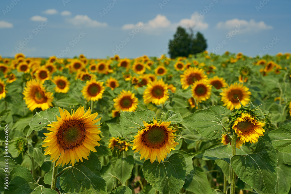 Sunflower field at sunset with tree Sunflower field at sunset with tree