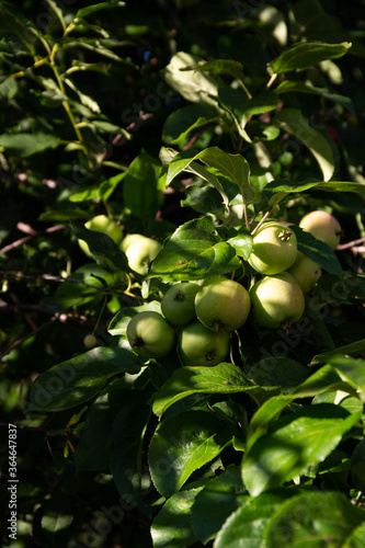 Green apples on a tree in the garden