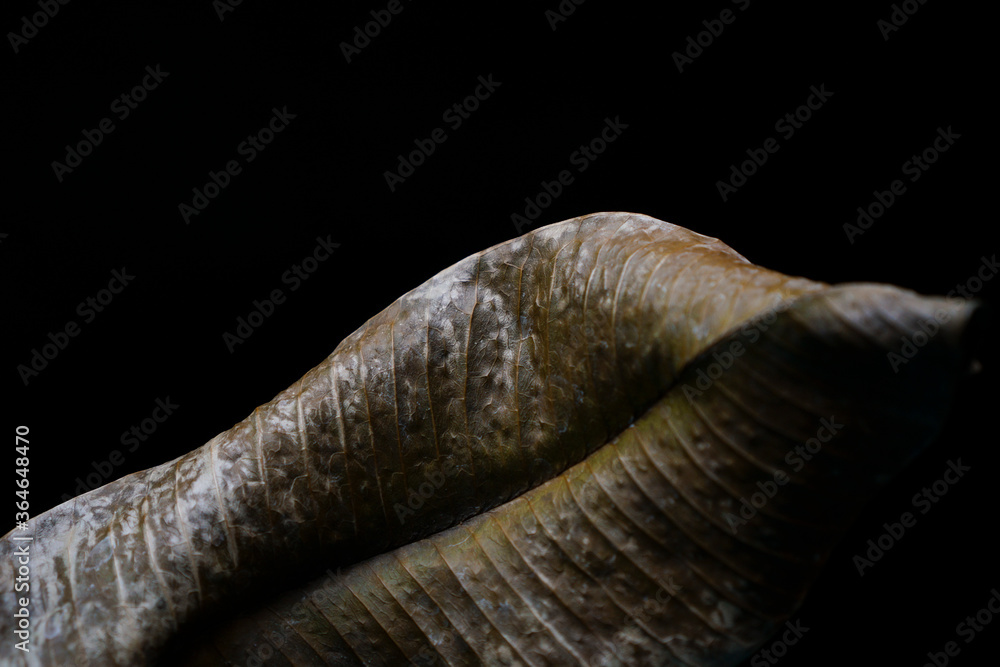 Dry brown Leaf isolated on black background. Climate change concept Dry brown Leaf isolated on black background. Climate change concept
