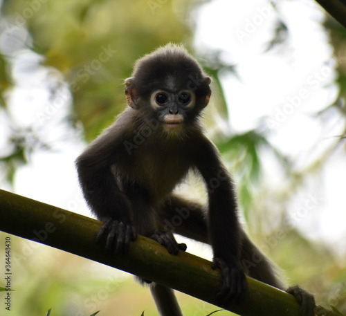 Cute baby langur monkey on some bamboo in the jungle