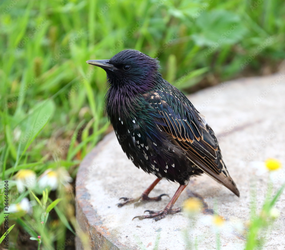 Obraz premium A Starling sits on a gray concrete slab in the green grass