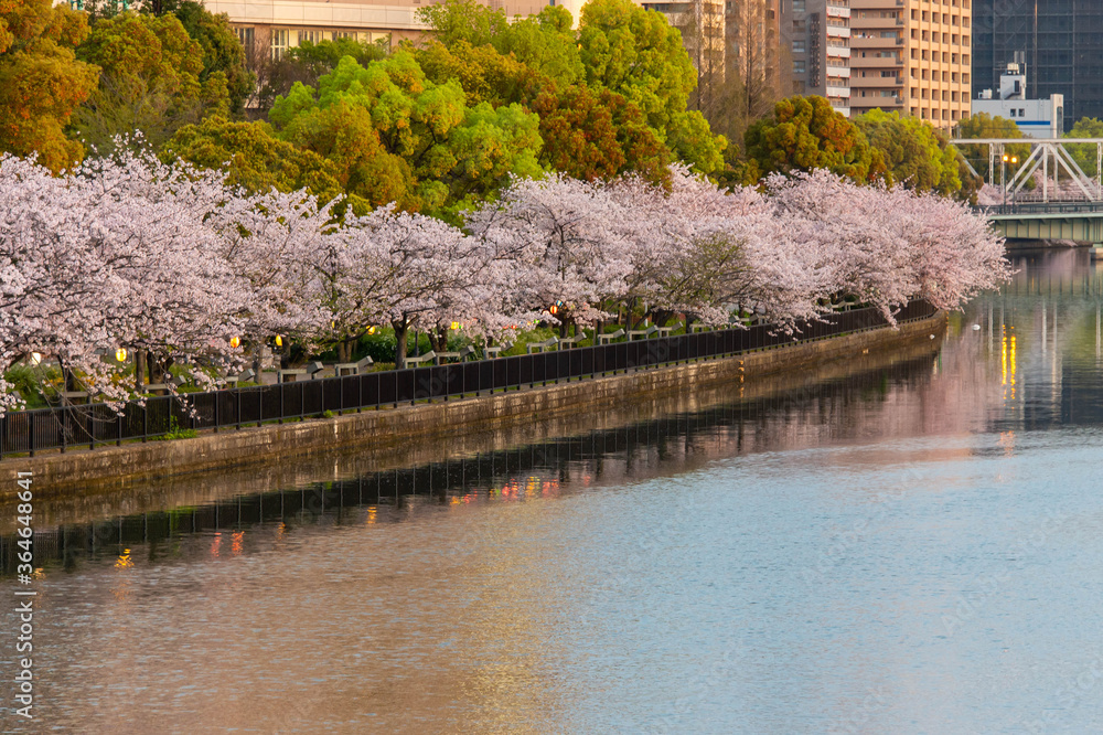 Obraz premium 都会を流れる川に映り込む桜
