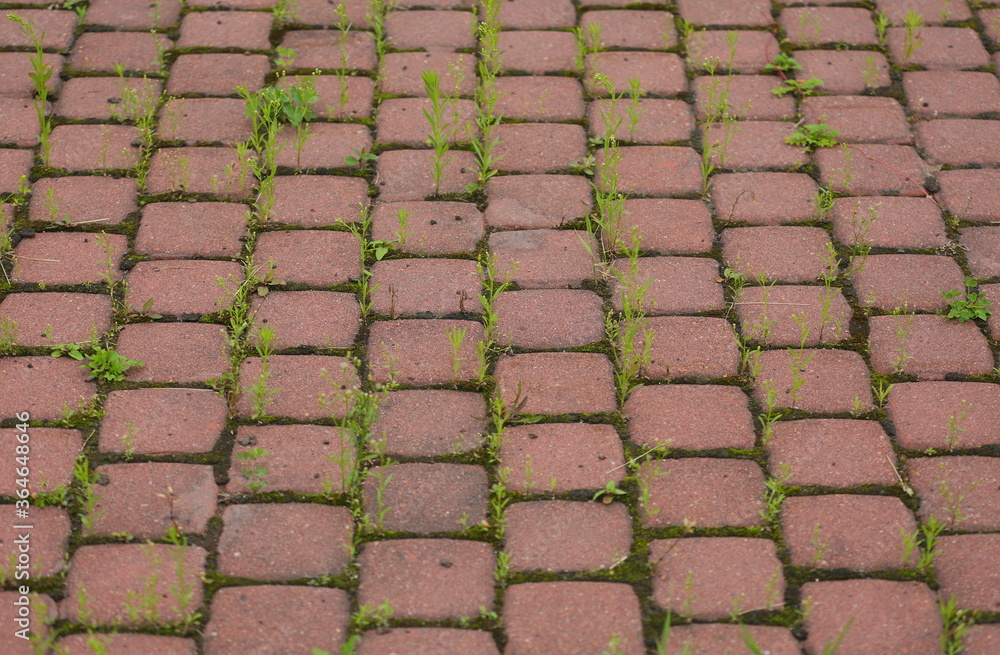 Fotografie Red paving slabs covered with green grass