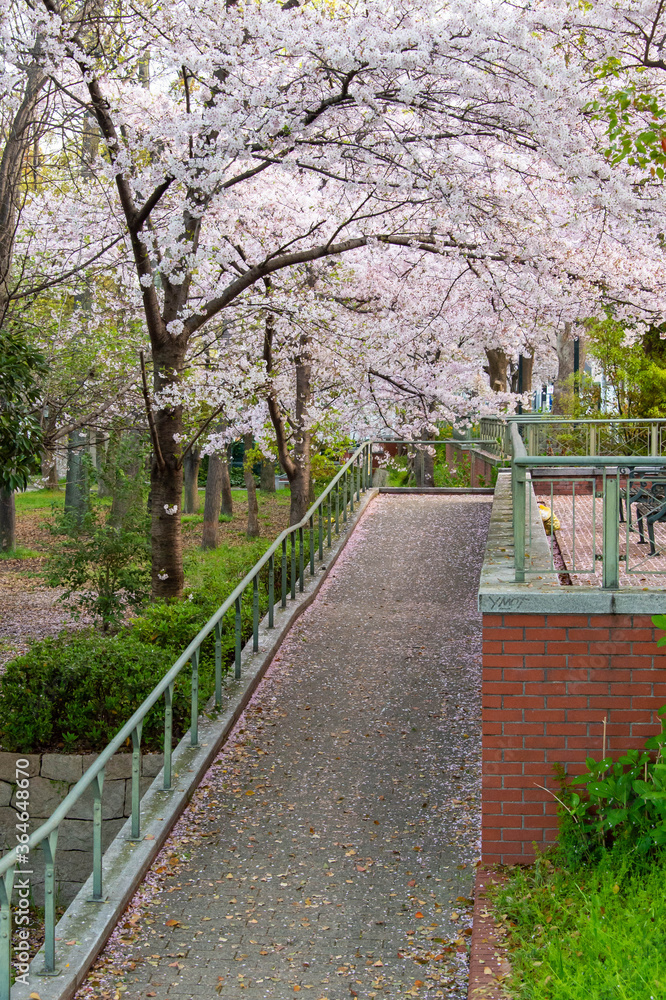 桜の花びらが落ちているコンクリートの歩道