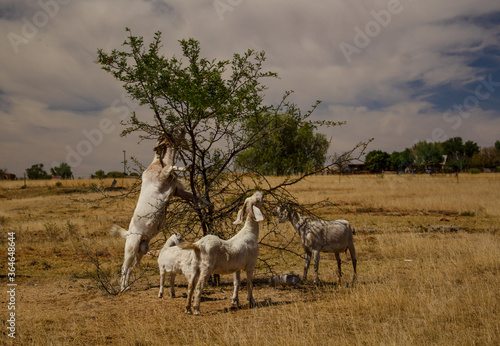 Four goats eating an Acacia tree © Vladimra