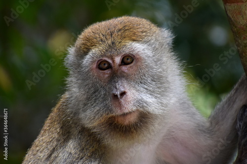 Cute macaque monkey sitting in the jungle looking at the camera