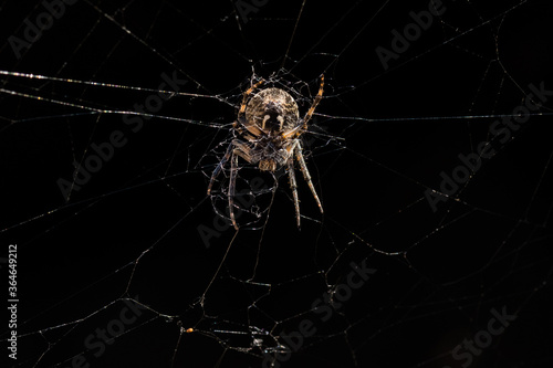 A Scary Female Araneus Spider Waiting for Its Prey in a Dark Place