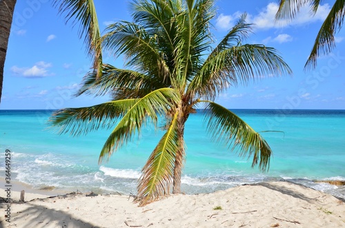Palm trees on Varadero beach in Cuba, white sand, turquoise caribbean sea in the background, blue sky, a sunny day