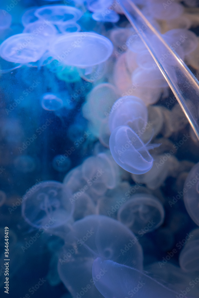 カラフルクラゲ カラフルクラゲ