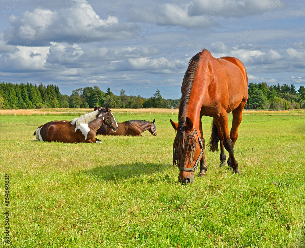 Obraz premium Beautiful horses walk on a green pasture. Aland Islands, Finland
