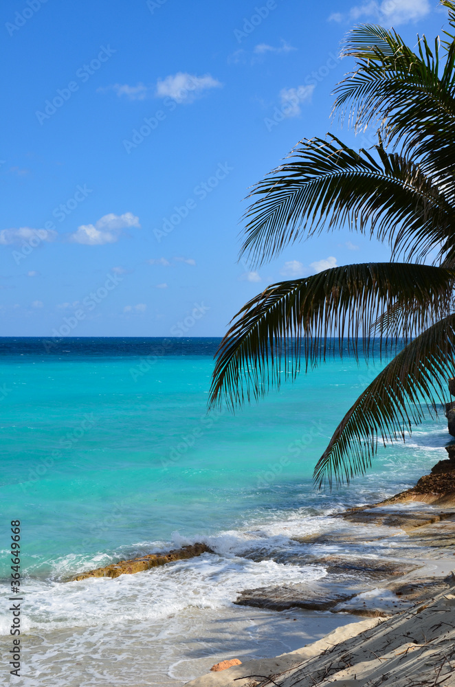 Palm tree on Varadero beach in Cuba, white sand, turquoise caribbean sea in the background, blue sky, a sunny day