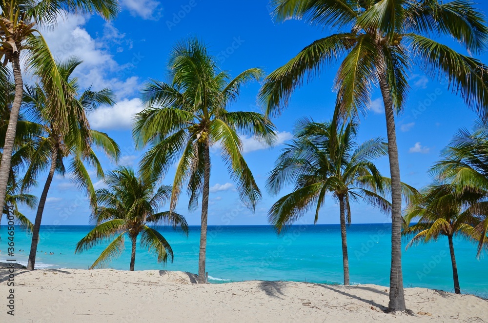 Palm trees on Varadero beach in Cuba, white sand, turquoise caribbean sea in the background, blue sky, a sunny day Palm trees on Varadero beach in Cuba, white sand, turquoise caribbean sea in the background, blue sky, a sunny day