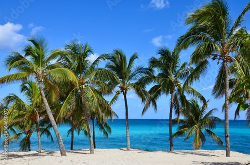 Palm trees on Varadero beach in Cuba  white sand  turquoise caribbean sea in the background  blue sky  a sunny day