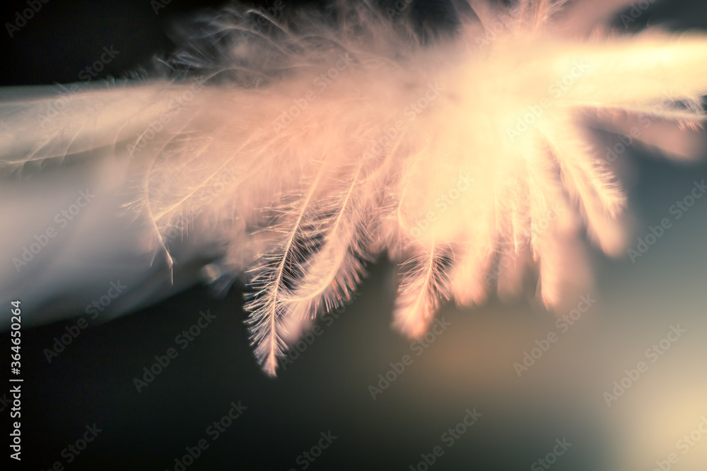 Fototapeta premium Beautiful bird feather texture and pattern background