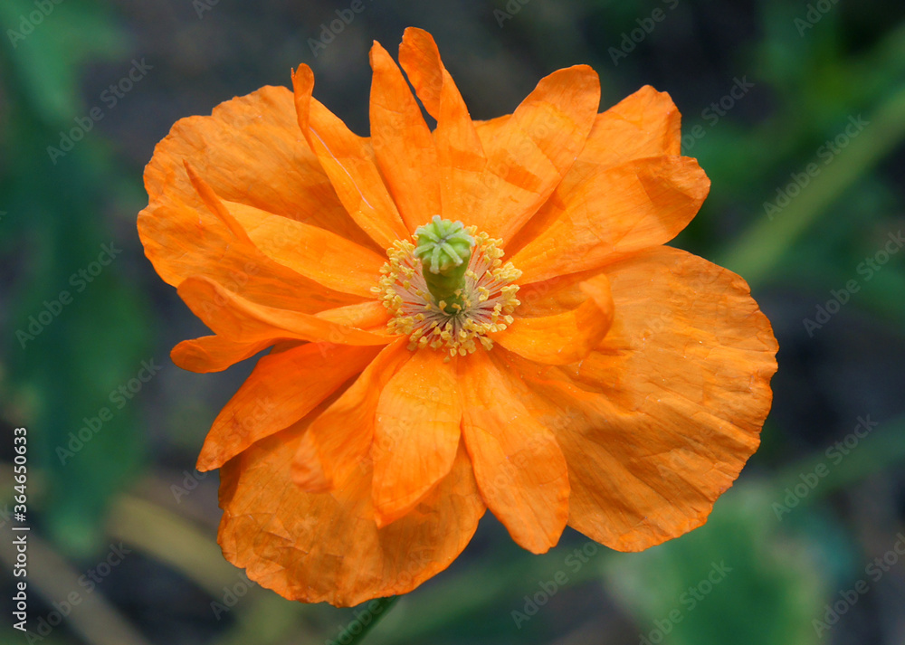 Flower of orange decorative poppy Flower of orange decorative poppy