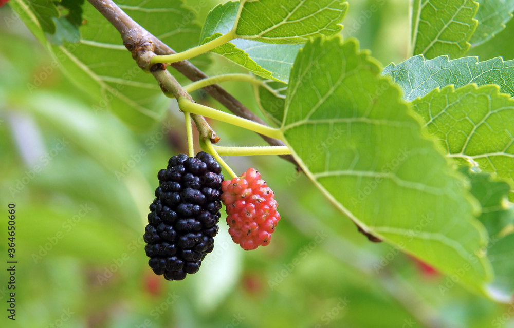 Mulberry fruit on a branch Mulberry fruit on a branch