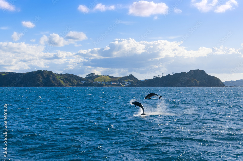 Obraz premium Group of wild common dolphins (Delphinus delphis), leaping and jumping out of clear water of Pacific ocean in the Bay of Islands near Paihia, North Island, New Zealand