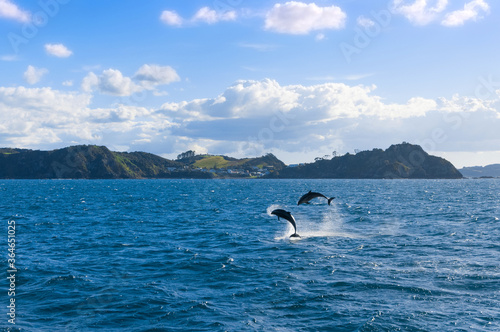 Group of wild common dolphins (Delphinus delphis), leaping and jumping out of clear water of Pacific ocean in the Bay of Islands near Paihia, North Island, New Zealand
