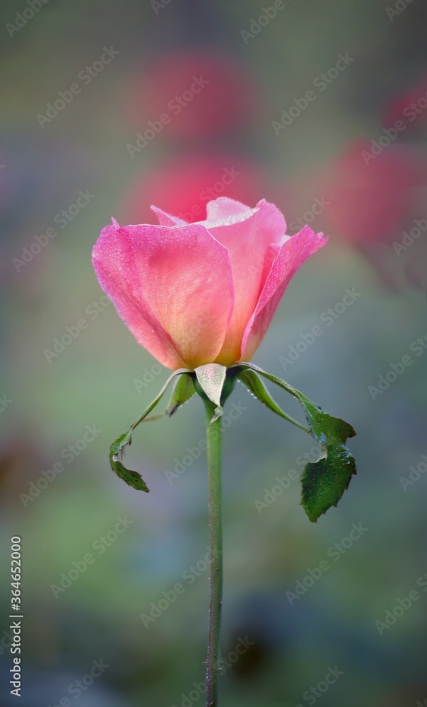 pink rose in garden pink rose in garden