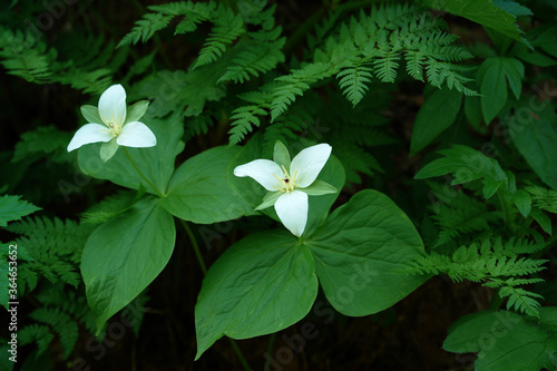 Flora of Kamchatka Peninsula: white flowers of Trillium camschatcense - the Asian species of Trillium, resembles the North American Trillium flexipes