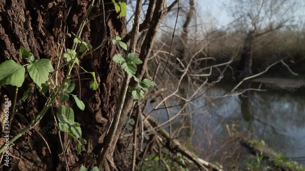 Slow motion of a wind in swamp Slow motion of a wind in swamp