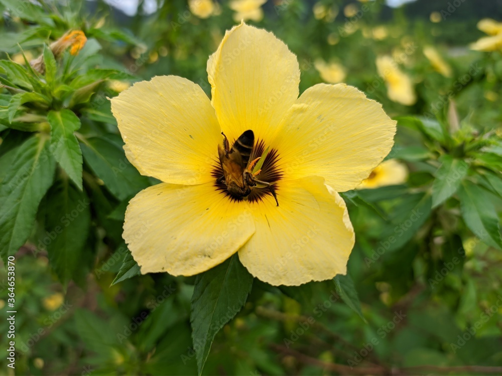 bees looking for damiana flower nectar (Turnera Diffusa) bees looking for damiana flower nectar (Turnera Diffusa)
