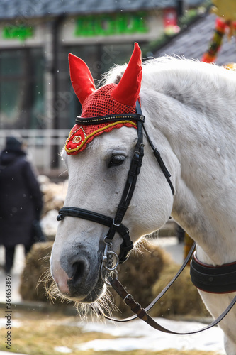 Head of a white horse in a red cap close-up. Portrait of a horse in harness in winter.