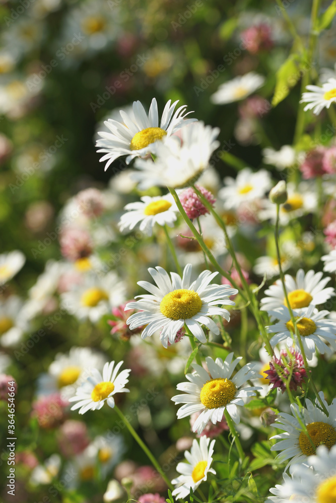 Field of daisies, clovers and herbs. Russia, Moscow Region, July. Field of daisies, clovers and herbs. Russia, Moscow Region, July.