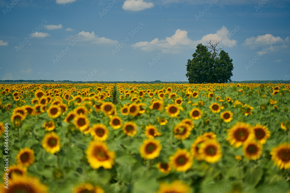 Obraz premium Sunflower field at sunset with tree
