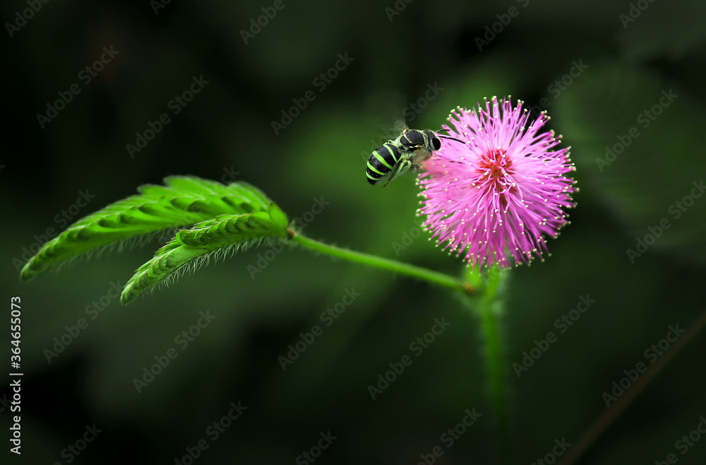 pink thistle flower