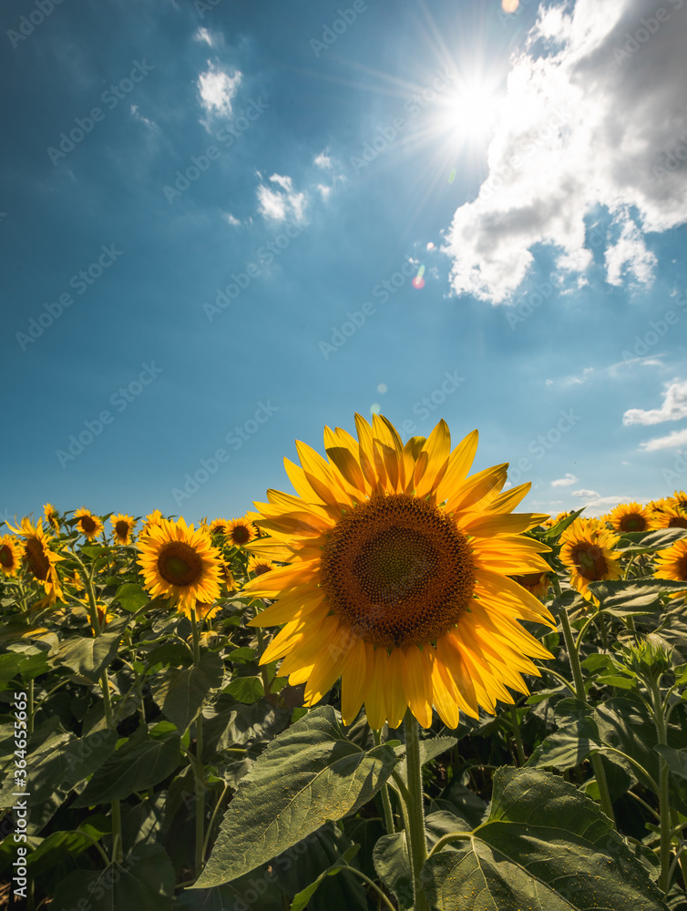 Obraz premium Sunflowers landscape with sunlight