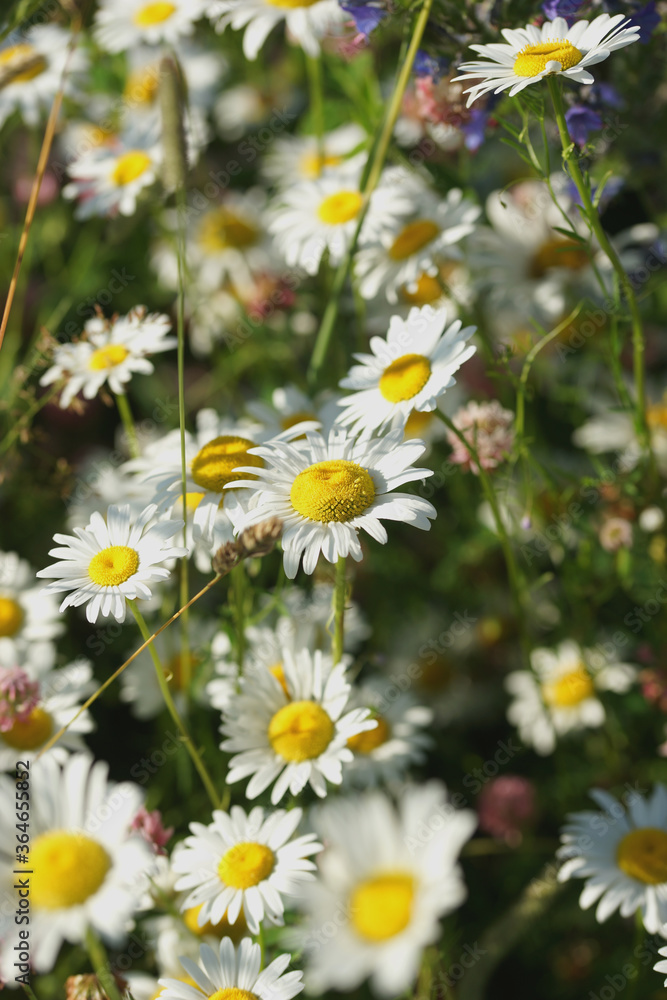 Fototapeta premium Field of daisies, clovers and herbs. Russia, Moscow Region, July.