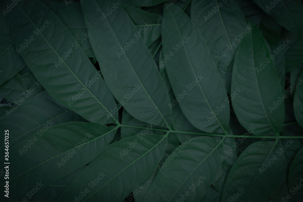 Green leaves pattern background, Natural background and wallpaper Green leaves pattern background, Natural background and wallpaper