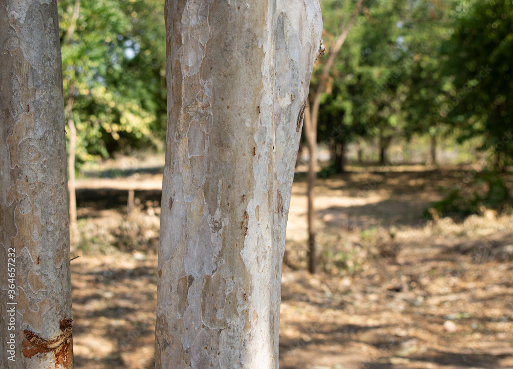 Eucalyptus tree trunk wth red many red ants , Green leaves , Blur bokeh backgroun Eucalyptus tree trunk wth red many red ants , Green leaves , Blur bokeh backgroun