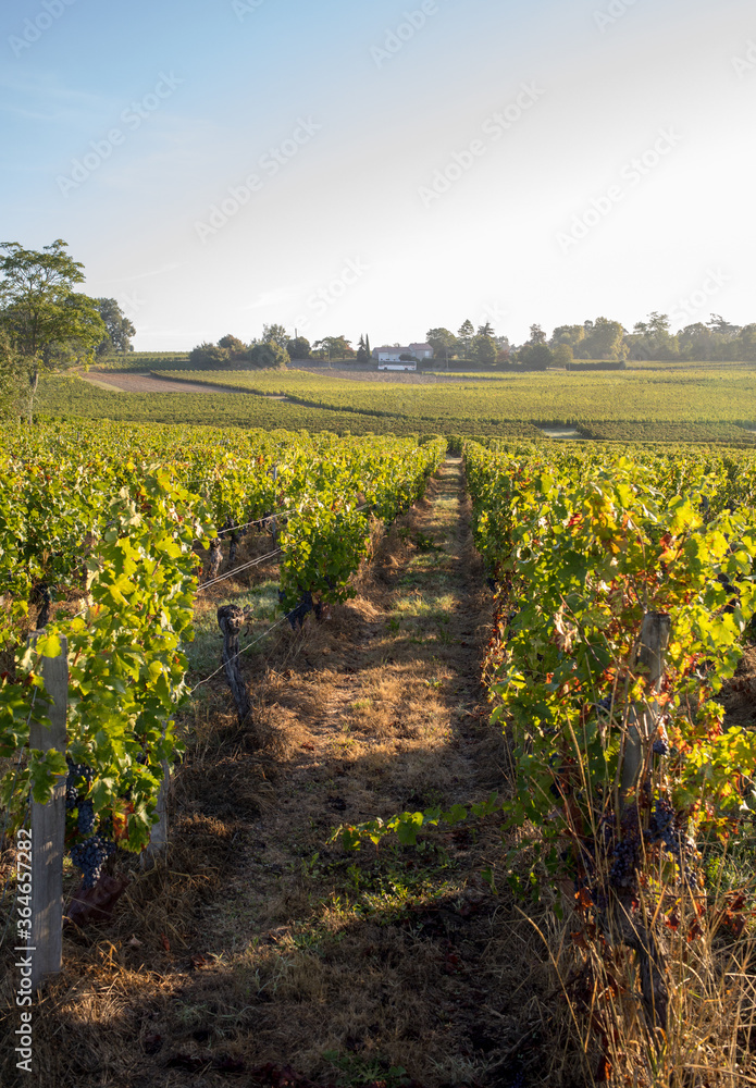 Ripe red Merlot grapes on rows of vines in a vienyard before the wine harvest in Saint Emilion region. France