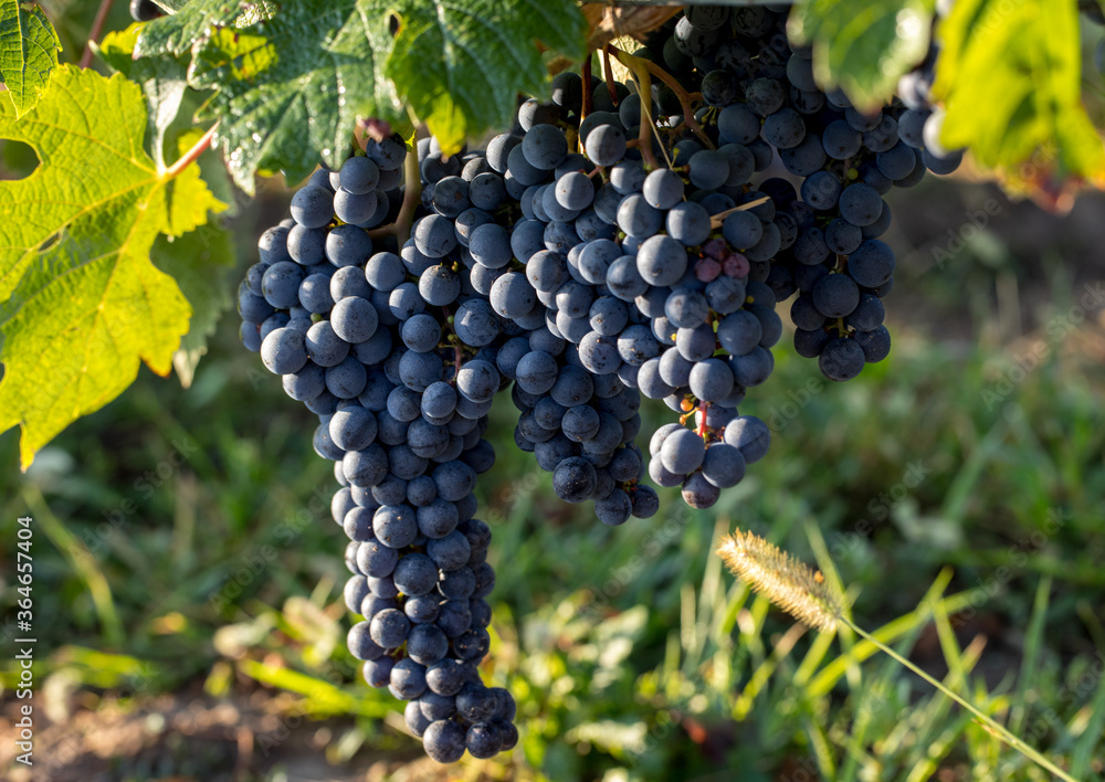 Close up of red merlot grapes in vineyard. St Emilion, Gironde, Aquitaine. France