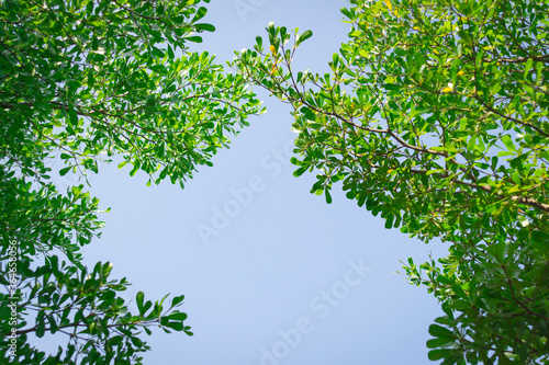 fresh green  tree on blue sky   day  light   fore  background