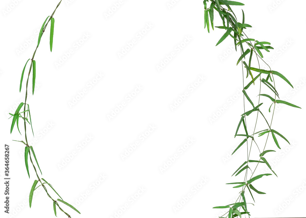 border frame of  fresh vine  plant , coppy  space ,isolated ,clipping  path