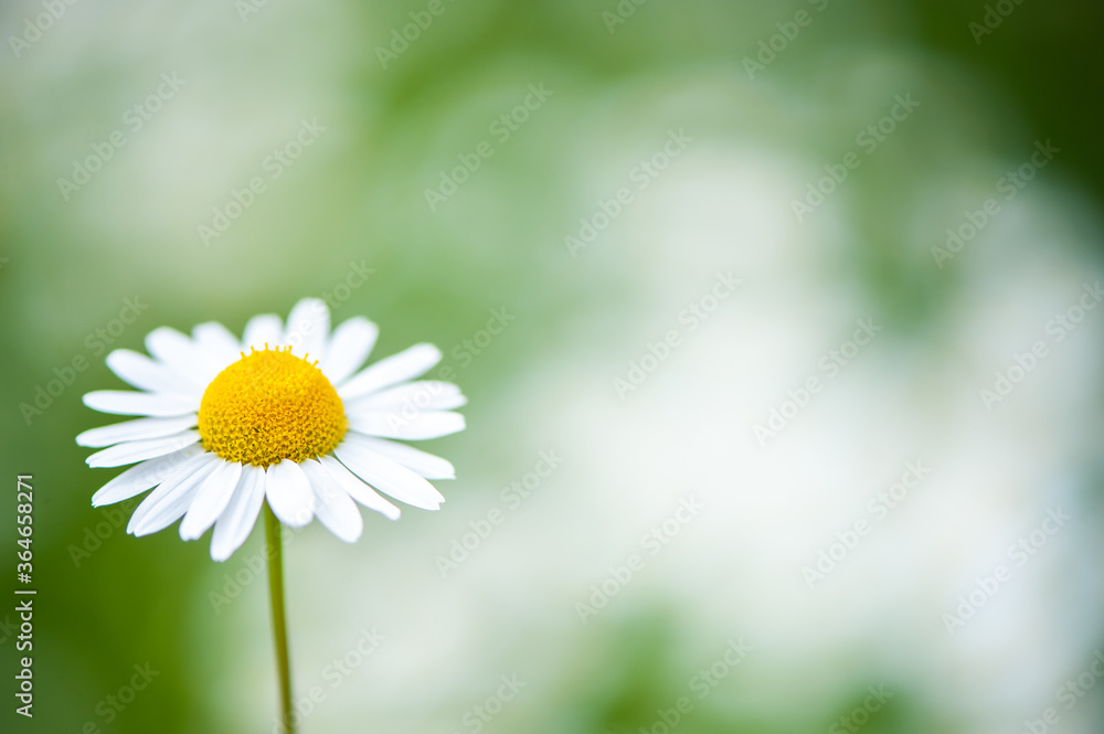 Fototapeta premium Chamomile close-up on a green background, space for text