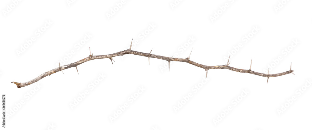 isolated  thorn branch on white background , clipping path