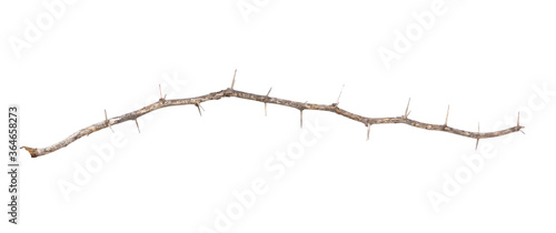 isolated thorn branch on white background , clipping path
