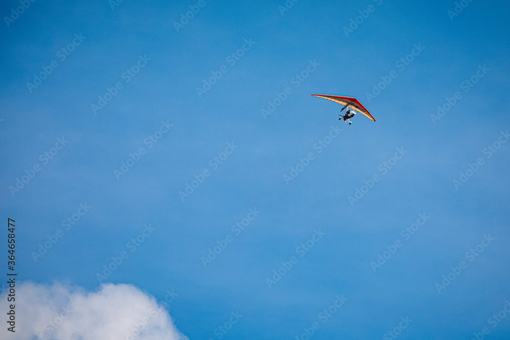 Fototapeta premium seagull in the blue sky