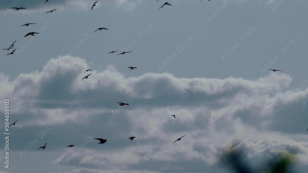 A flock of birds flies through the sky. Morning pattern. Wild birds in slow motion. Sky nature background. Freedom concept. A flock of birds flies through the sky. Morning pattern. Wild birds in slow motion. Sky nature background. Freedom concept.