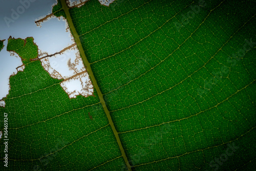 Closed up Green leaf with rouhgt border for background photo