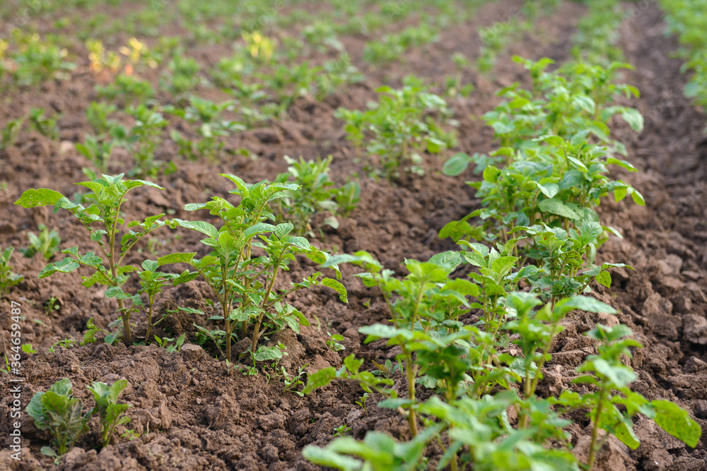 Green sprouts of potato tops grow in a plowed field Green sprouts of potato tops grow in a plowed field